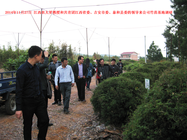 2014年11月27日 江西農(nóng)大羅教授和共青團(tuán)江西省委、吉安市委、泰和縣委的領(lǐng)導(dǎo)來公司竹苗基地調(diào)研