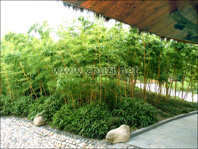 黃稈烏哺雞竹