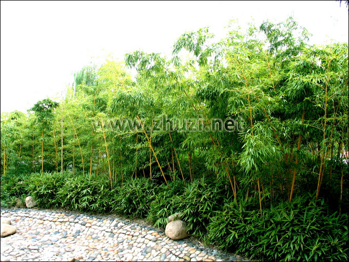 黃稈烏哺雞竹