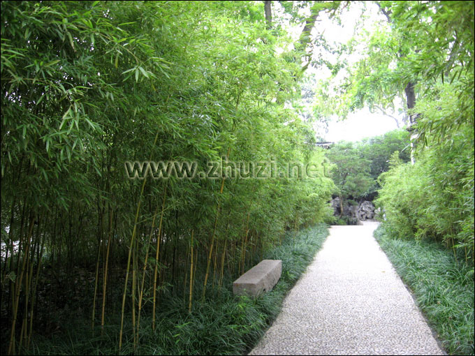 揚(yáng)州個(gè)園中的金鑲玉竹景觀